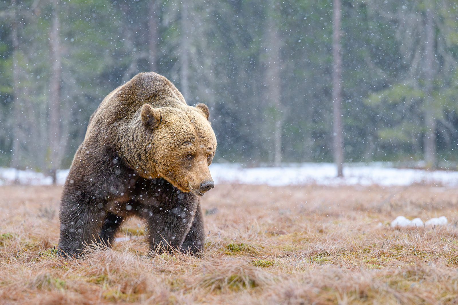 BROWN BEAR IN FALLING SNOW by Phil Drury